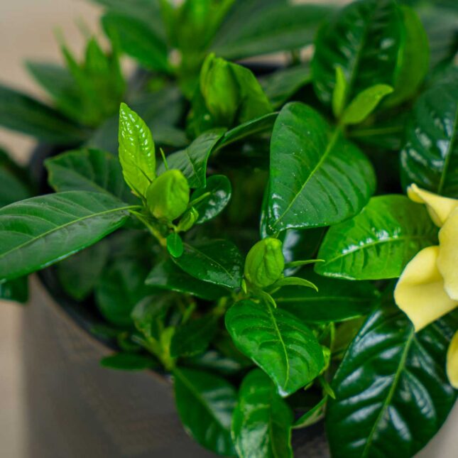 Mała Szklarnia gardenia-jasminowata-gardenia-jasminoides