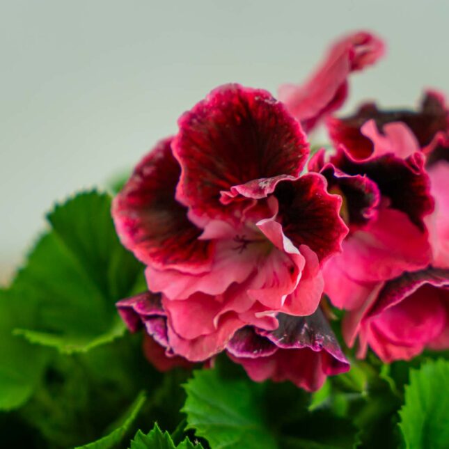 Mała Szklarnia pelargonia-wielokwiatowa-ombre