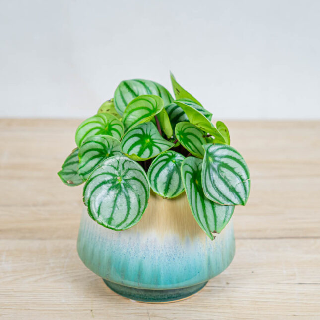 peperomia-watermelon-argyreia