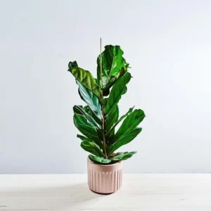 Fikus lyrata dębolistny (ficus)