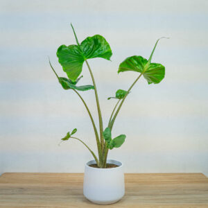 alokazja-macrorrhiza-stingray-alocasia