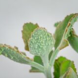 kalanchoe-beharensis-ucho-slonia