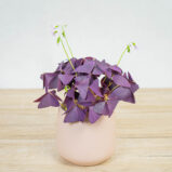 szczawik-mijke-oxalis-triangularis