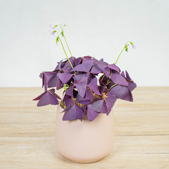 szczawik-mijke-oxalis-triangularis szczawik-mijke-oxalis-triangularis