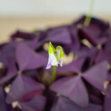 szczawik-mijke-oxalis-triangularis