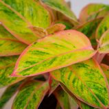aglaonema-salmon-fantasy-golden-papaya