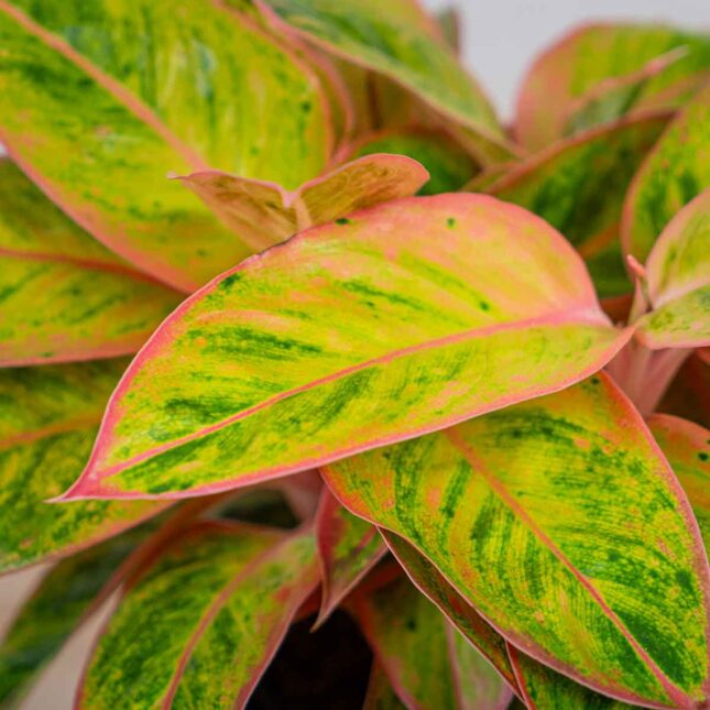 aglaonema-salmon-fantasy-golden-papaya aglaonema-salmon-fantasy-golden-papaya