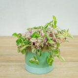 trzykrotka-tradescantia-fluminensis-tricolor