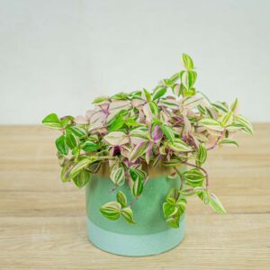 trzykrotka-tradescantia-fluminensis-tricolor