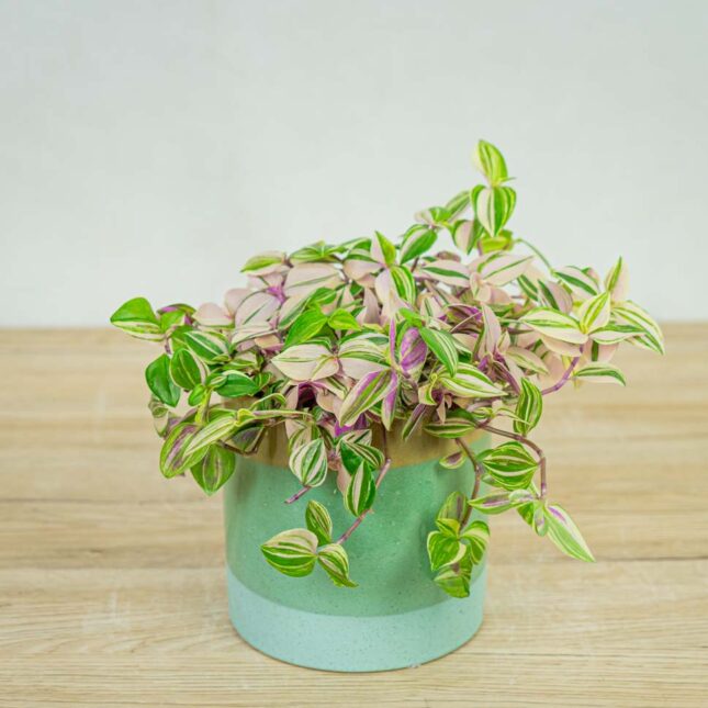 trzykrotka-tradescantia-fluminensis-tricolor