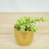 Portulacaria-afra-Variegata