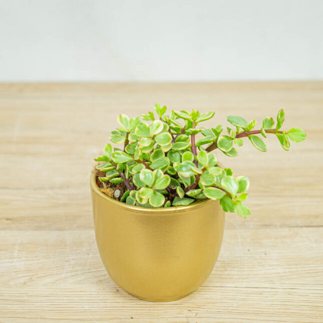 Portulacaria-afra-Variegata Portulacaria-afra-Variegata