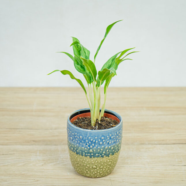 aglaonema-setthirmai aglaonema-setthirmai