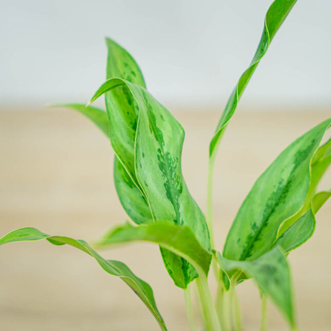 aglaonema-setthirmai aglaonema-setthirmai