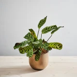 Ctenanthe burle-marxii (fishbone)