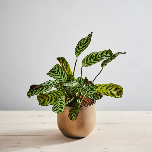 MS1k_0061_MS12 61 Ctenanthe burle-marxii (fishbone)