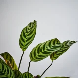 MS1k_0063_MS12 63