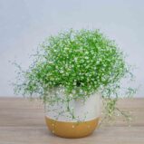 gipsowka-polna-gypsophila-muralis