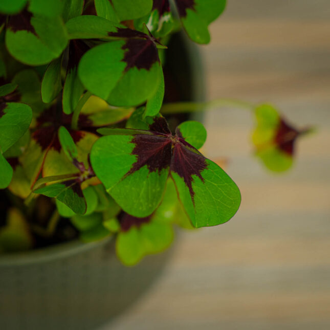 Szczawik-iron-cross-oxalis-deppei Szczawik-iron-cross-oxalis-deppei