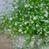 gipsowka-polna-gypsophila-muralis