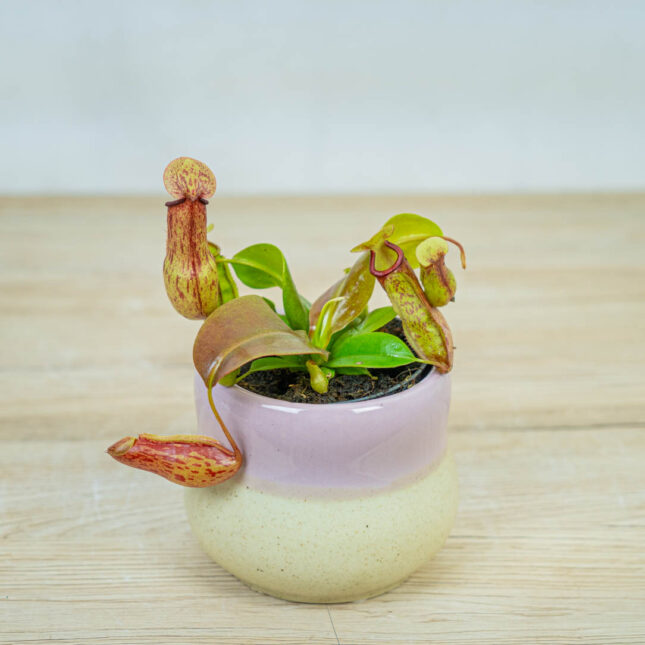 dzbanecznik-nepenthes-alata dzbanecznik-nepenthes-alata