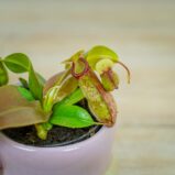 dzbanecznik-nepenthes-alata