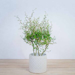 perelkowiec-drobnolistny-sophora-little-baby