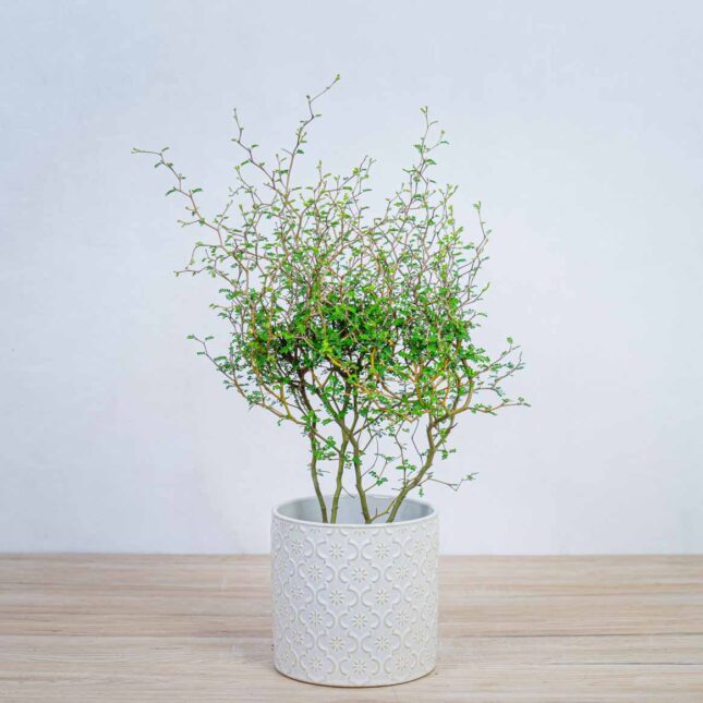 perelkowiec-drobnolistny-sophora-little-baby