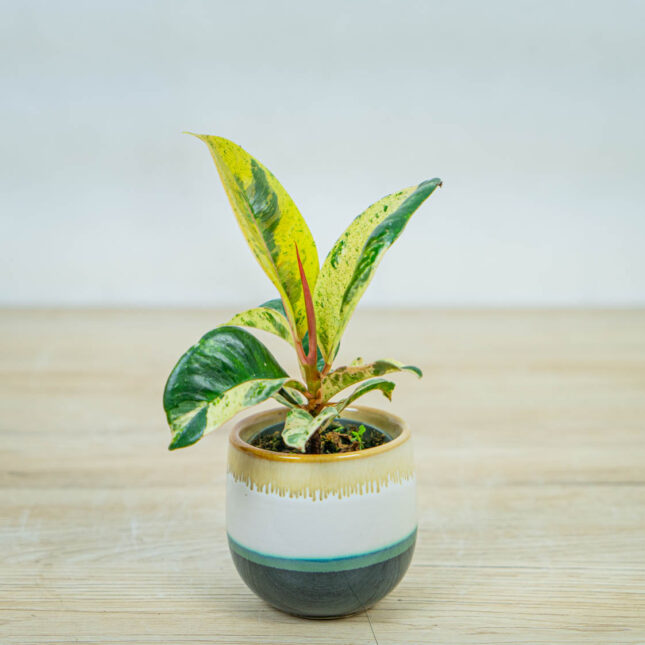 fikus-elastica-moonshine-shivereana-baby-ficus