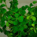 Szczawik-Deppego-oxalis-deppei
