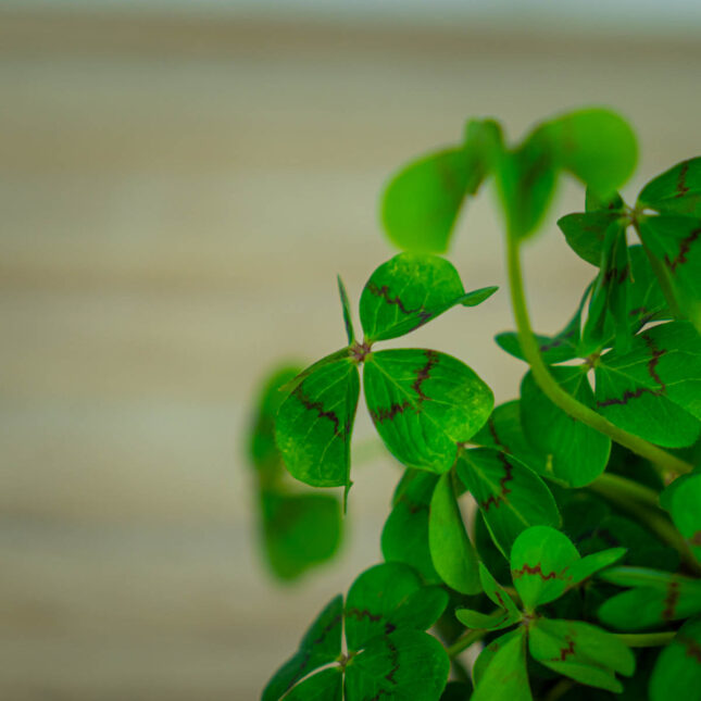 Szczawik-Deppego-oxalis-deppeiSzczawik-Deppego-oxalis-deppei Szczawik-Deppego-oxalis-deppei