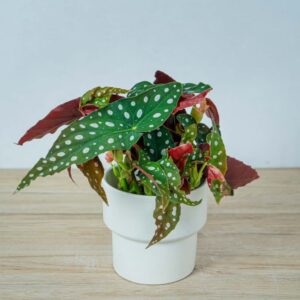 Begonia maculata wightii