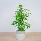 fikus-benjamina-anastasia-ficus