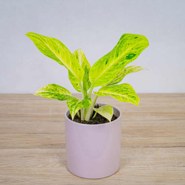 aglaonema-citronelle aglaonema-citronelle