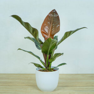 philodendron-imperial-red