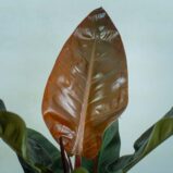 philodendron-imperial-red