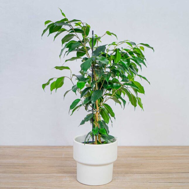 fikus-danielle-ficus fikus-danielle-ficus