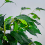fikus-danielle-ficus