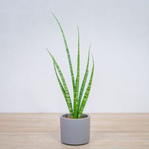 sansevieria-medusa
