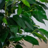 fikus-danielle-ficus