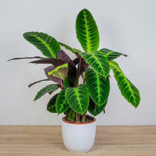 calathea-warscewiczii calathea-warscewiczii