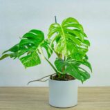 monstera-deliciosa-variegata-sadzonka