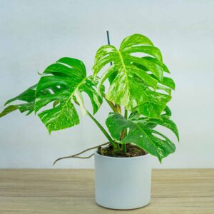 monstera-deliciosa-variegata-sadzonka