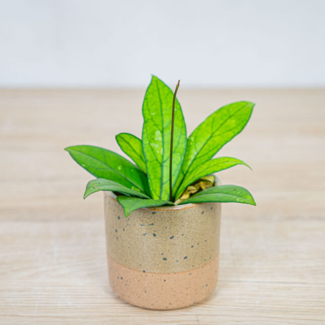 Hoya-crassipetiolata-baby Hoya-crassipetiolata-baby