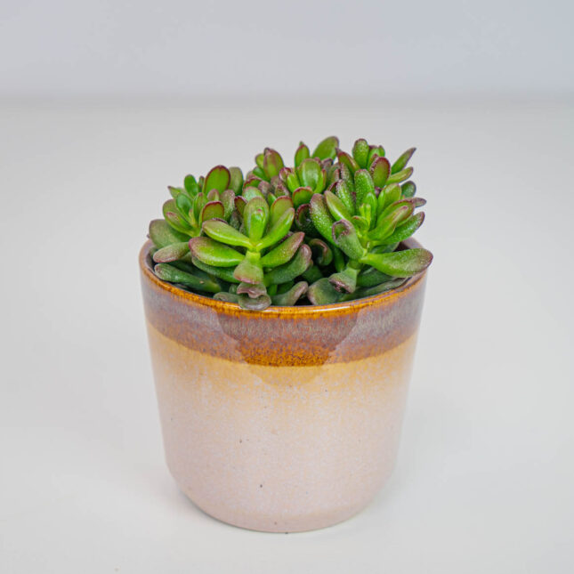 Crassula ovata 'Gandalf' (grubosz) Crassula ovata 'Gandalf' (grubosz)