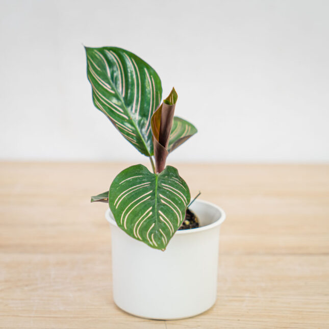 calathea-sanderiana-baby calathea-sanderiana-baby