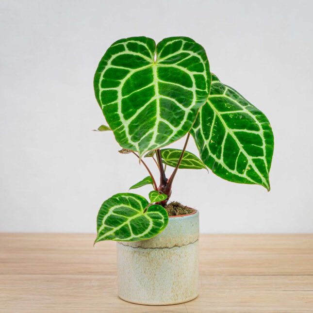 anthurium-crystallinum anthurium-crystallinum