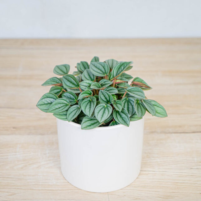 peperomia-napoli-nights