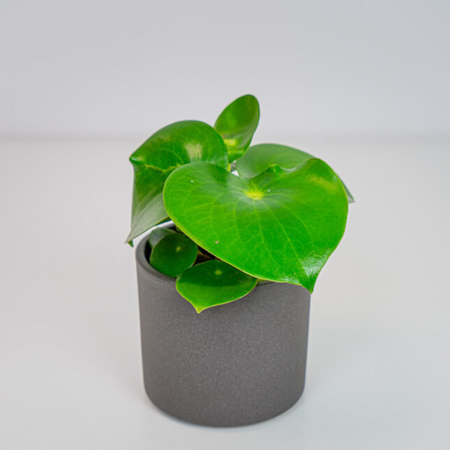 Peperomia raindrop Peperomia raindrop