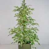 Fikus benjamin twilight (ficus)